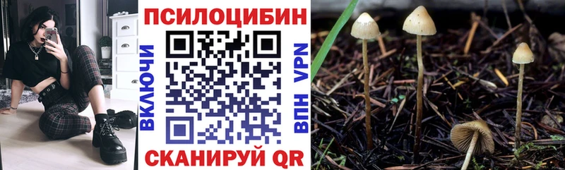 дарнет шоп Медынь Галлюциногенные грибы Psilocybine cubensis